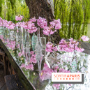 Le Moulin jaune - Hanami 2023