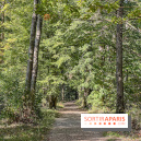 Visuel forêt