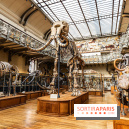 Le mammouth de Durfort restauré au Muséum national d’Histoire naturelle -  A7C7410