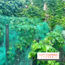 Vignes vendanges - visuels