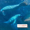 Zoo de Vincennes, Parc zoologique 2024 - lamantins