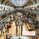 La Galerie de Paléontologie et d'Anatomie comparée du Muséum au Jardin des Plantes -  A7C7446