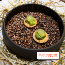 Campelli - Tartelette menthe estragon, piment