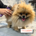 Patapwouf, le spot cani-friendly de Saint-Ouen - nos photos - 7E06A617 242A 4D26 AE25 EDA883B0FF2D