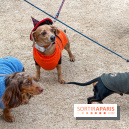 Paris Sausage Walk, la Marche des Teckels 2025