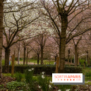 Les cerisiers du parc Martin Luther King - Clichy - Batignoles