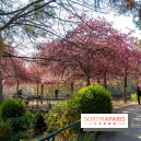 Les pommiers et cerisiers en fleurs du Jardin de Reuilly, Parc de Reuilly à Paris 12e - photos