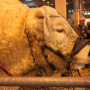 salon de l'agriculture, vache