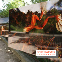 Exposition Planète Grenouille par Cyril Ruoso au Jardin des Plantes