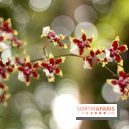 Mille & une orchidées 2014, l'exposition au Jardin des plantes