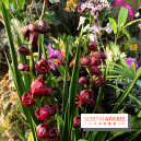 Mille & une orchidées 2016 au Jardin des Plantes, les photos