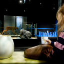 Exposition BéBés animaux à la Cité des Sciences