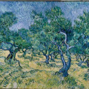 Vincent Van Gogh Oliveraie Juin 1889, huile sur toile, 72,4 x 91,9 cm. Signée en bas à gauche : Vincent Kröller-Müller Museum, Otterlo © Collection Kröller-Mu?ller Museum, Otterlo