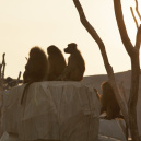 Nocturnes 2018 au Parc Zoologique