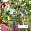 Exposition Mille & une orchidées au Jardin des Plantes