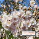 Les cerisiers et arbres en fleurs de l’Arboretum de Chevreloup