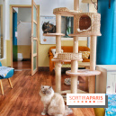 Le Moustache Pension, un hôtel pour chats douillet qui accueille vos compagnons à Paris