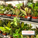 Plantes pour Tous, les prochaines ventes de plantes à partir de 2€ à Paris