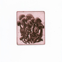 Exposition Végétal à l'Institut culturel bulgare - eau forte (32)