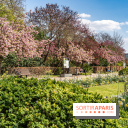Parc de Bécon à Courbevoie - Pavillon des Indes - Cerisiers en fleurs