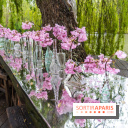 Le Moulin jaune - Hanami 2023