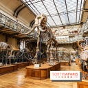 Le mammouth de Durfort restauré au Muséum national d’Histoire naturelle