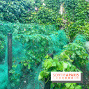 Vignes vendanges - visuels