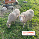 La ferme pédagogique du parc des Chanteraines
