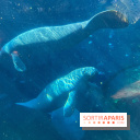 Zoo de Vincennes, Parc zoologique 2024 - lamantins