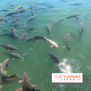 Etang aux carpes et barques - nos photos - image00032