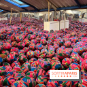 Fondation Cherqui - nos photos - image00003