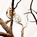 Printemps Canopee Kristaline - CANOPEE LARMES 1