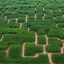 Pop Corn Labyrinthe Yvelines - 2