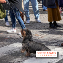 La Marche des animaux à Paris : défilé gratuit, ouvert aux chiens, chats ... sur les Champs-Élysées - IMG 5167