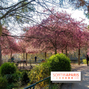 Les pommiers et cerisiers en fleurs du Jardin de Reuilly, Parc de Reuilly à Paris 12e - photos