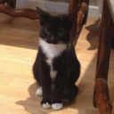 Le Café des Chats à Paris