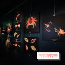 Exposition coquillages et crustacés à l'aquarium de la Porte Dorée