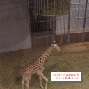 Les girafons du Zoo de Paris