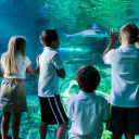 SEA LIFE, l'aquarium