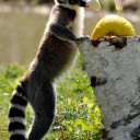 © Julie Platel / Parc et Château de Thoiry, chasse aux oeufs