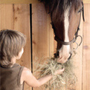 Invitations gratuites Journée du Cheval Paris Vincennes