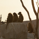 Nocturnes 2018 au Parc Zoologique