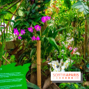 Mille et une Orchidées 2019 au Jardin des Plantes, les photos