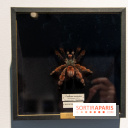 Araignées, Lucioles et Papillons au Musée en Herbe : nos photos