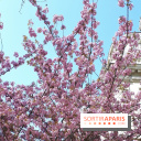 Cerisiers en fleurs à paris et aux alentours - Parc Monceau