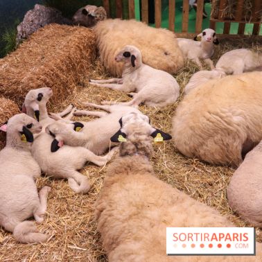 Salon de l'agriculture 2023 - (1)