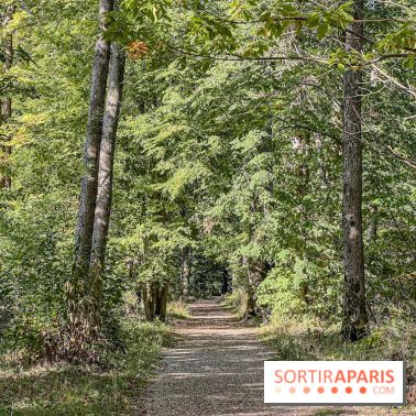 Visuel forêt