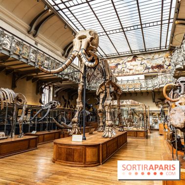 Le mammouth de Durfort restauré au Muséum national d’Histoire naturelle -  A7C7410