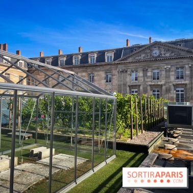 Vignoble Hôtel de Ville