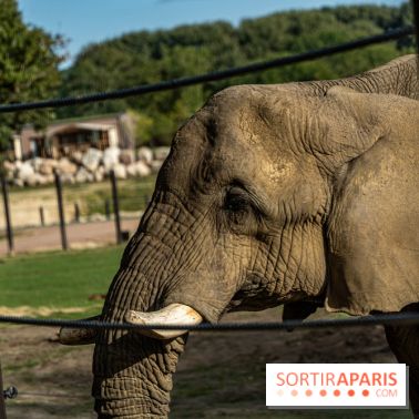 Les lodges de Thoiry - dormir à Thoiry en Terres d'Afrique - Photos -  A7C3226